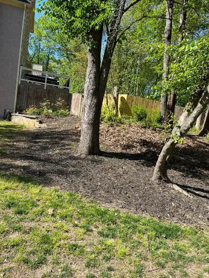 overgrown tree removal