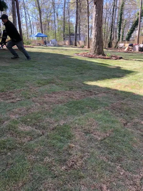shrub trimming and pruning service